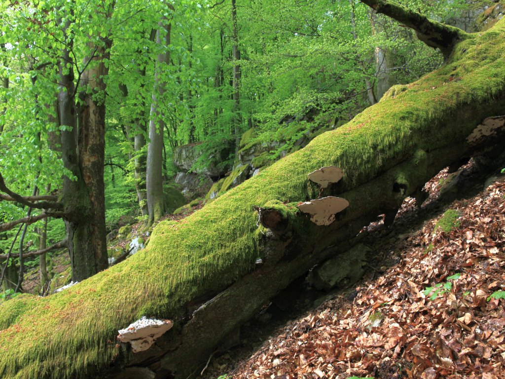 Totholz am Beilfels (Foto: NP Hunsrück-Hochwald / K. Funk)